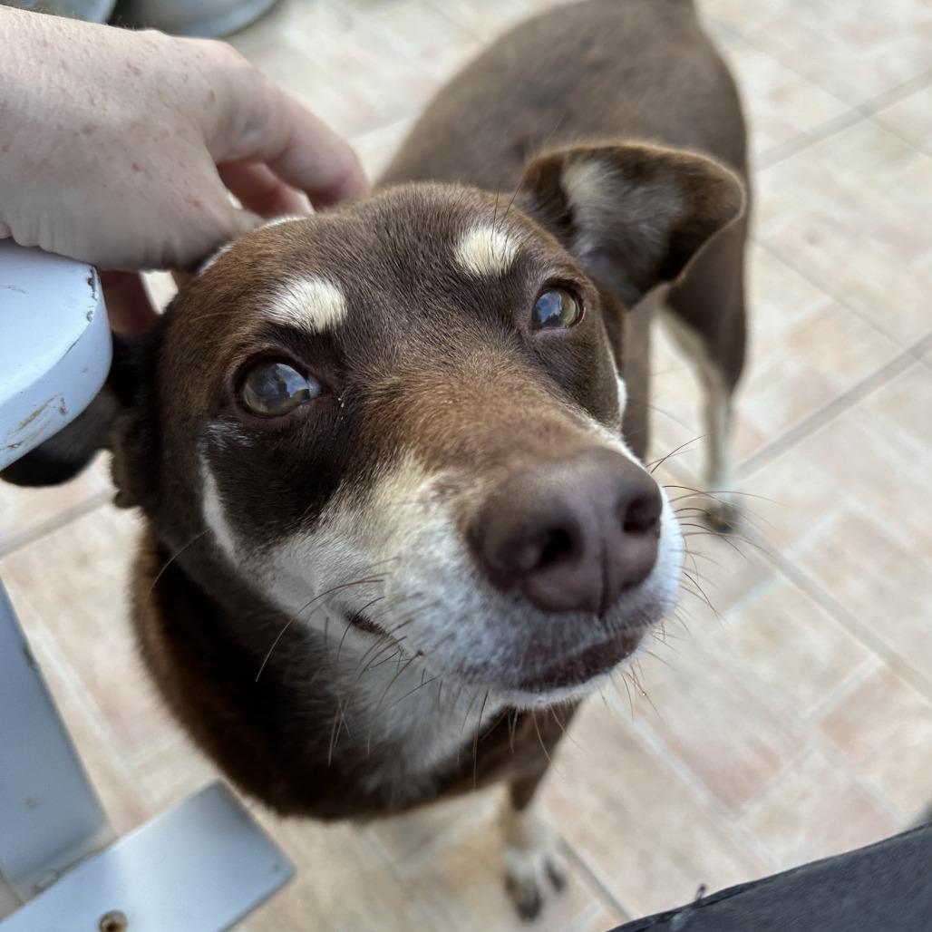 Enlarge Snickers, a Adoptable Mixed Breed in Asheville, NC image 1/6