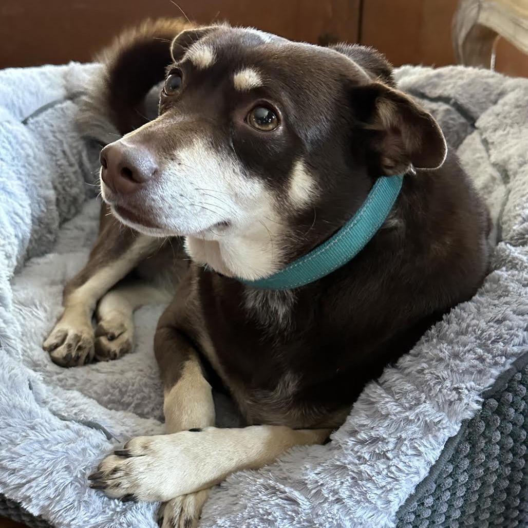 Enlarge Snickers, a Adoptable Mixed Breed in Asheville, NC image 3/6