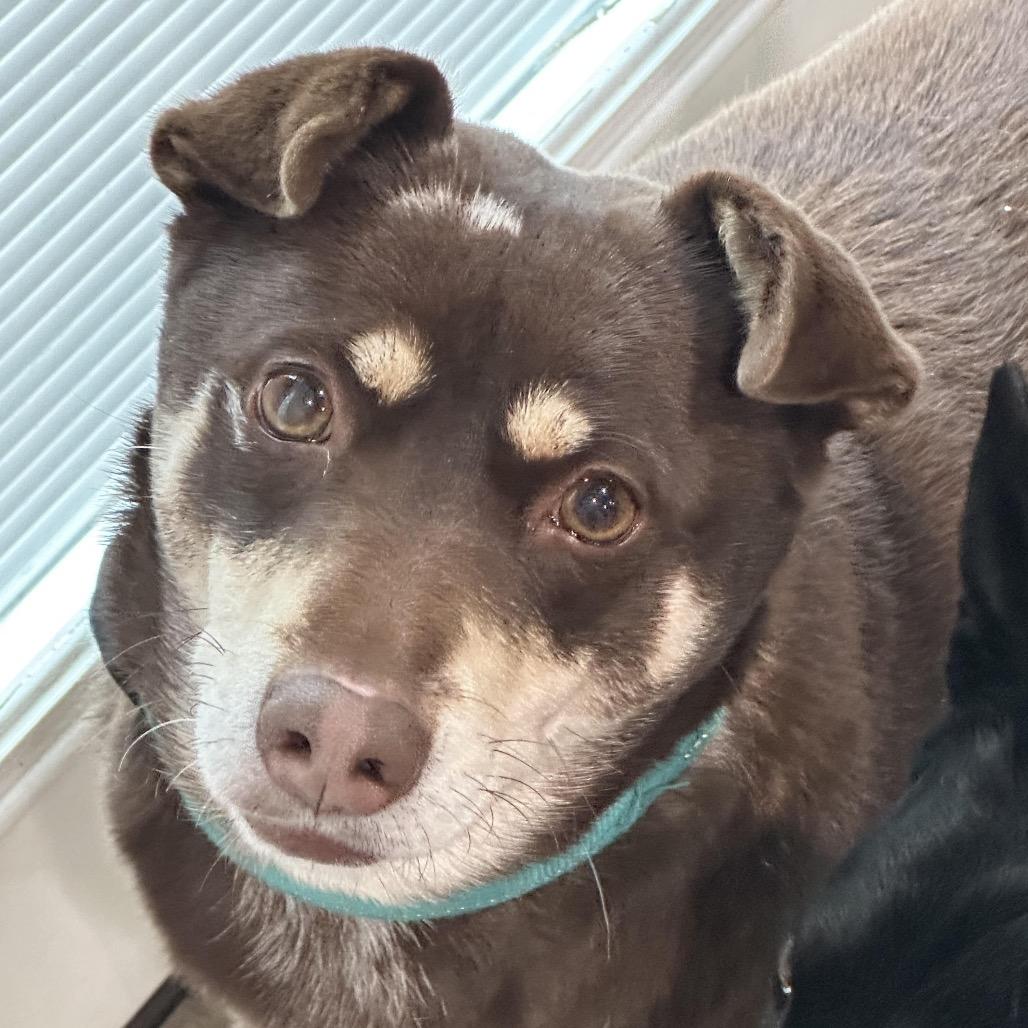 Enlarge Snickers, a Adoptable Mixed Breed in Asheville, NC image 4/6