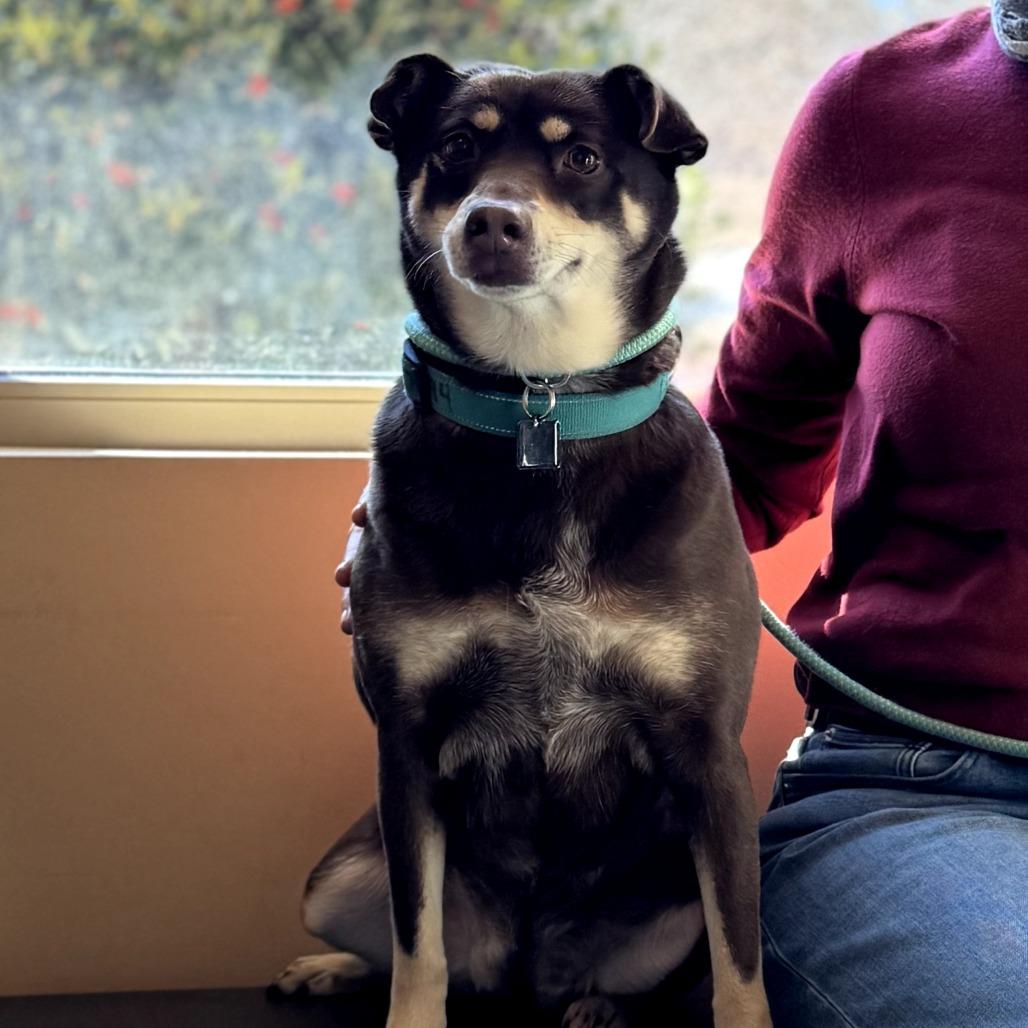 Enlarge Snickers, a Adoptable Mixed Breed in Asheville, NC image 5/6