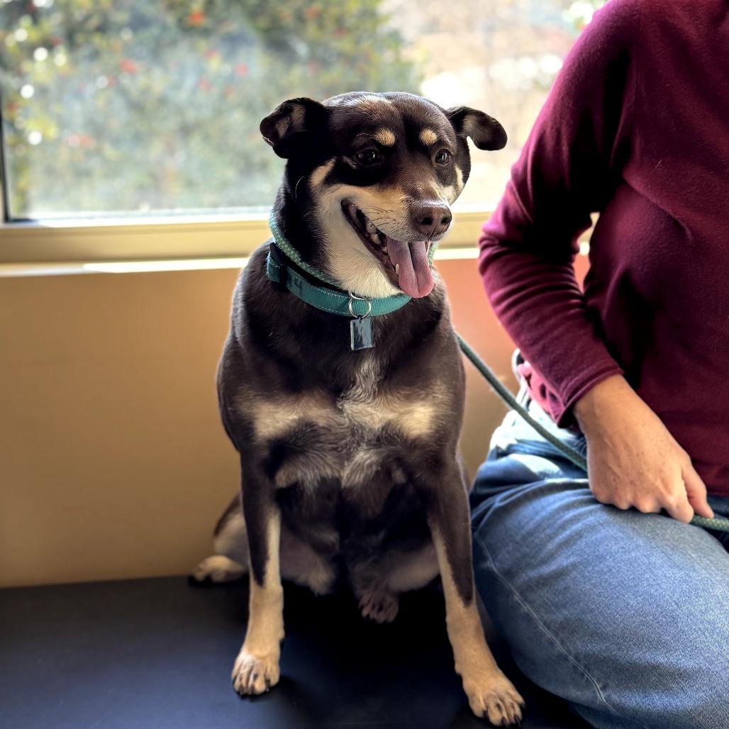 Enlarge Snickers, a Adoptable Mixed Breed in Asheville, NC image 6/6