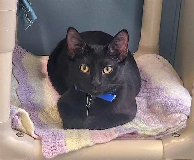 Enlarge JUNO, a Adoptable Domestic Short Hair in St. Louis, MO image 1/1
