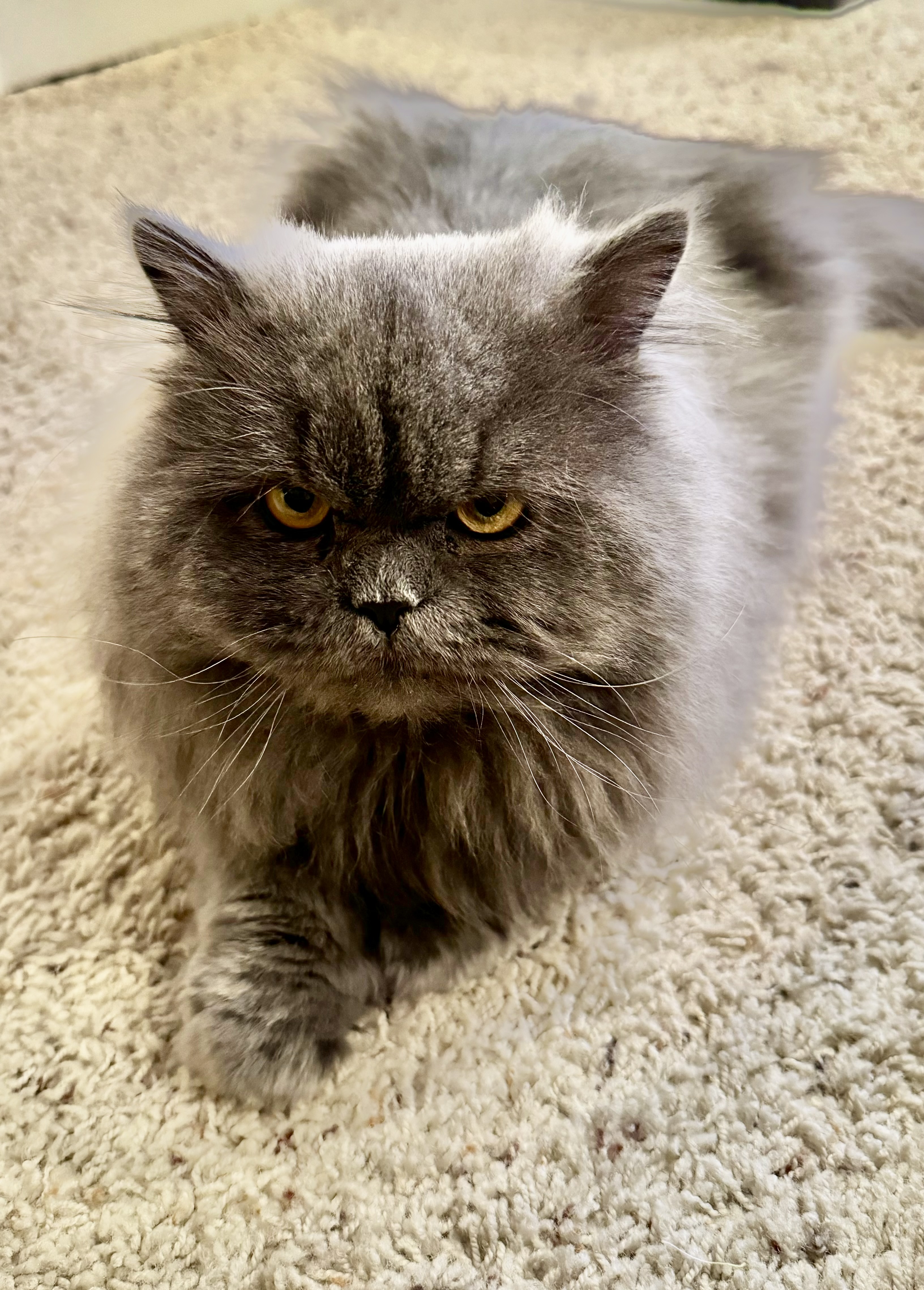 Enlarge Matthew, an adoptable Persian in Farmington Hills, MI image 1/4