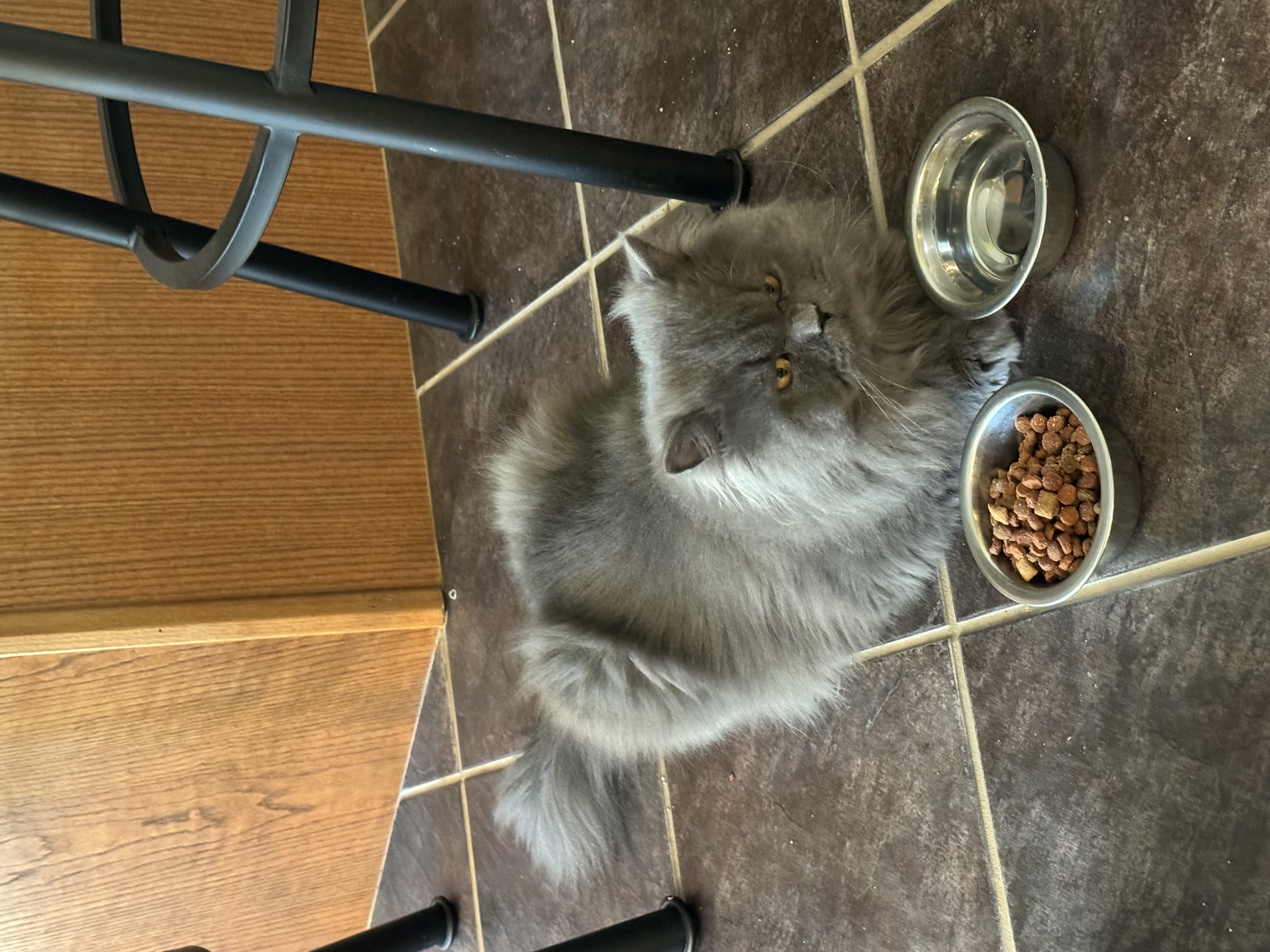 Enlarge Matthew, an adoptable Persian in Farmington Hills, MI image 2/4