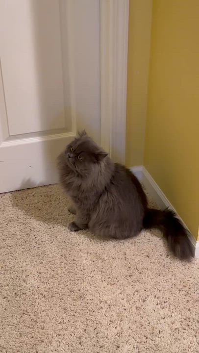 Enlarge Matthew, an adoptable Persian in Farmington Hills, MI video 3/4