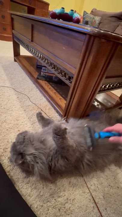 Enlarge Matthew, an adoptable Persian in Farmington Hills, MI video 4/4