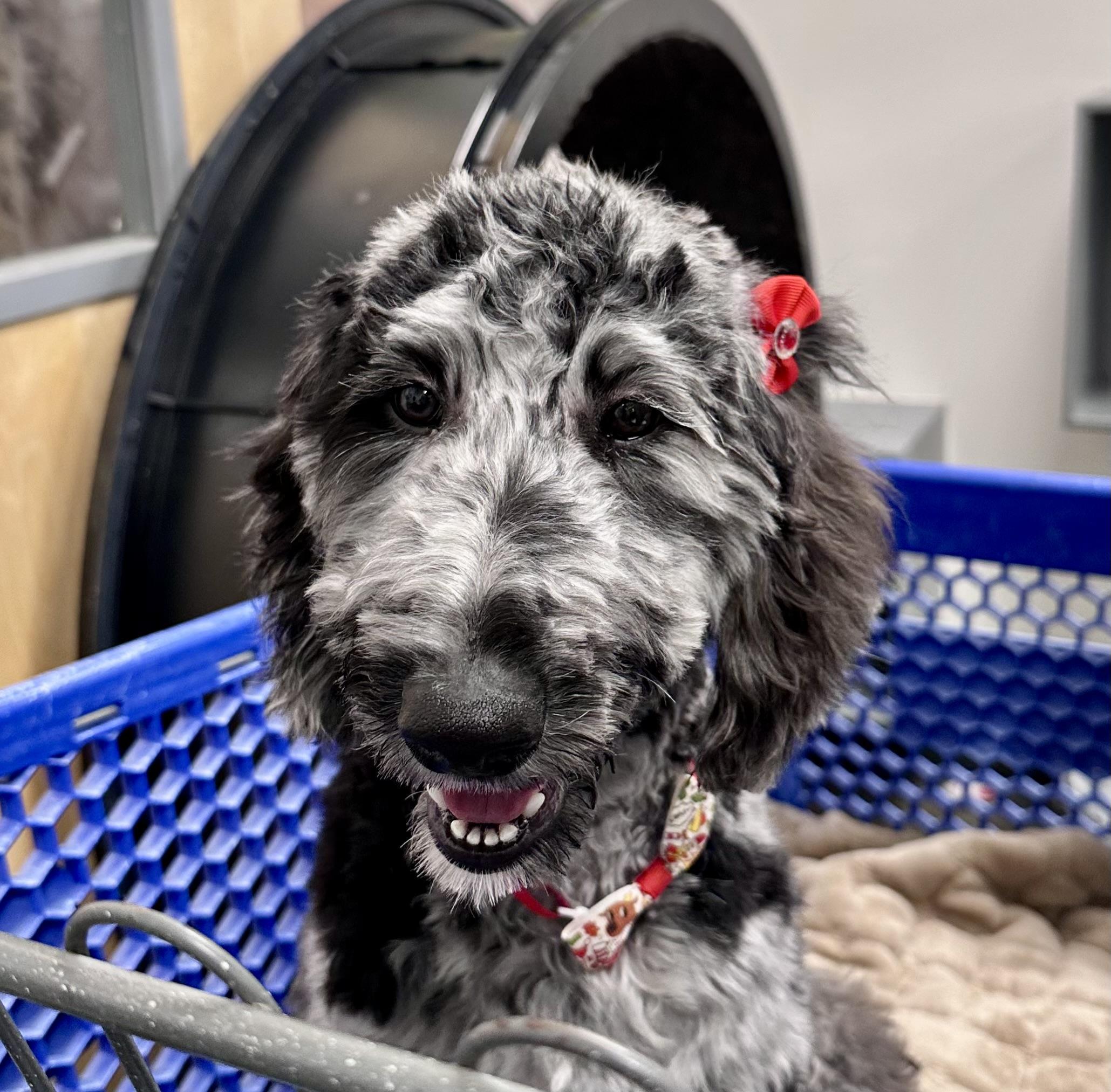 Mercedes, a ADOPTABLE Aussiedoodle in Dalton, GA image 4/4
