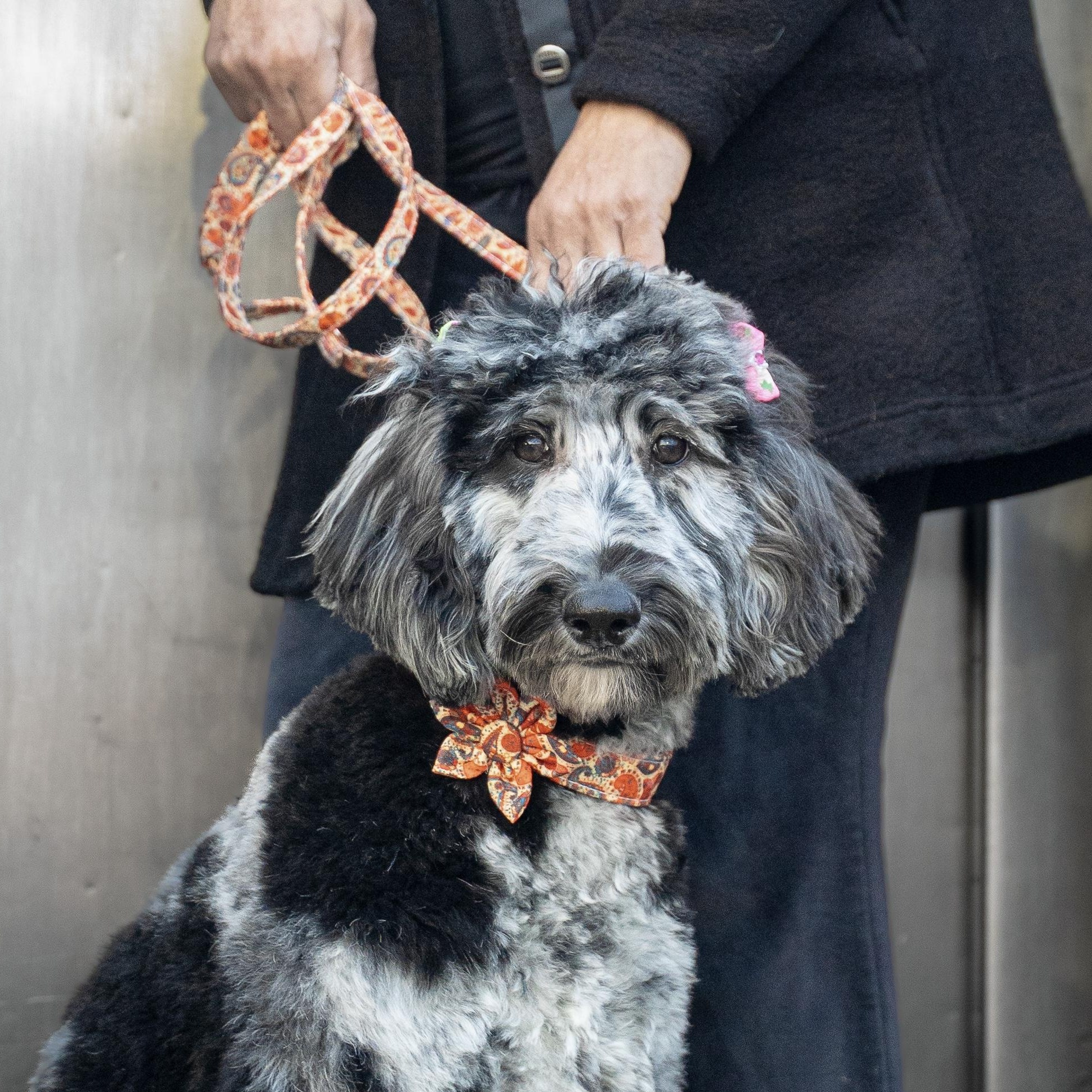 Mercedes, a ADOPTABLE Aussiedoodle in Dalton, GA image 2/4
