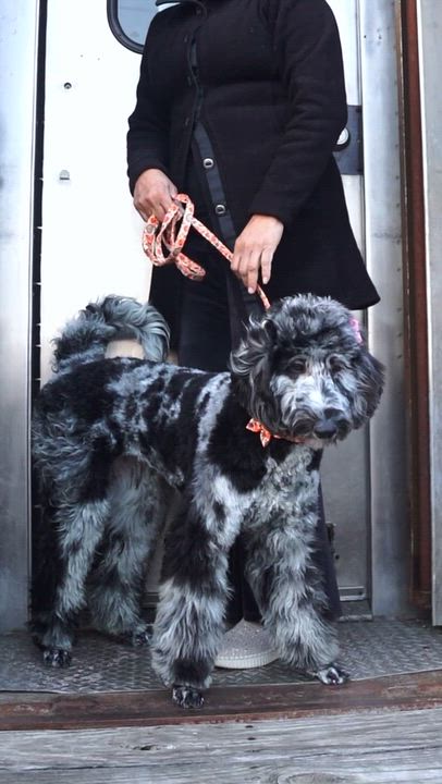 Enlarge Mercedes, a ADOPTABLE Aussiedoodle in Dalton, GA video 3/4