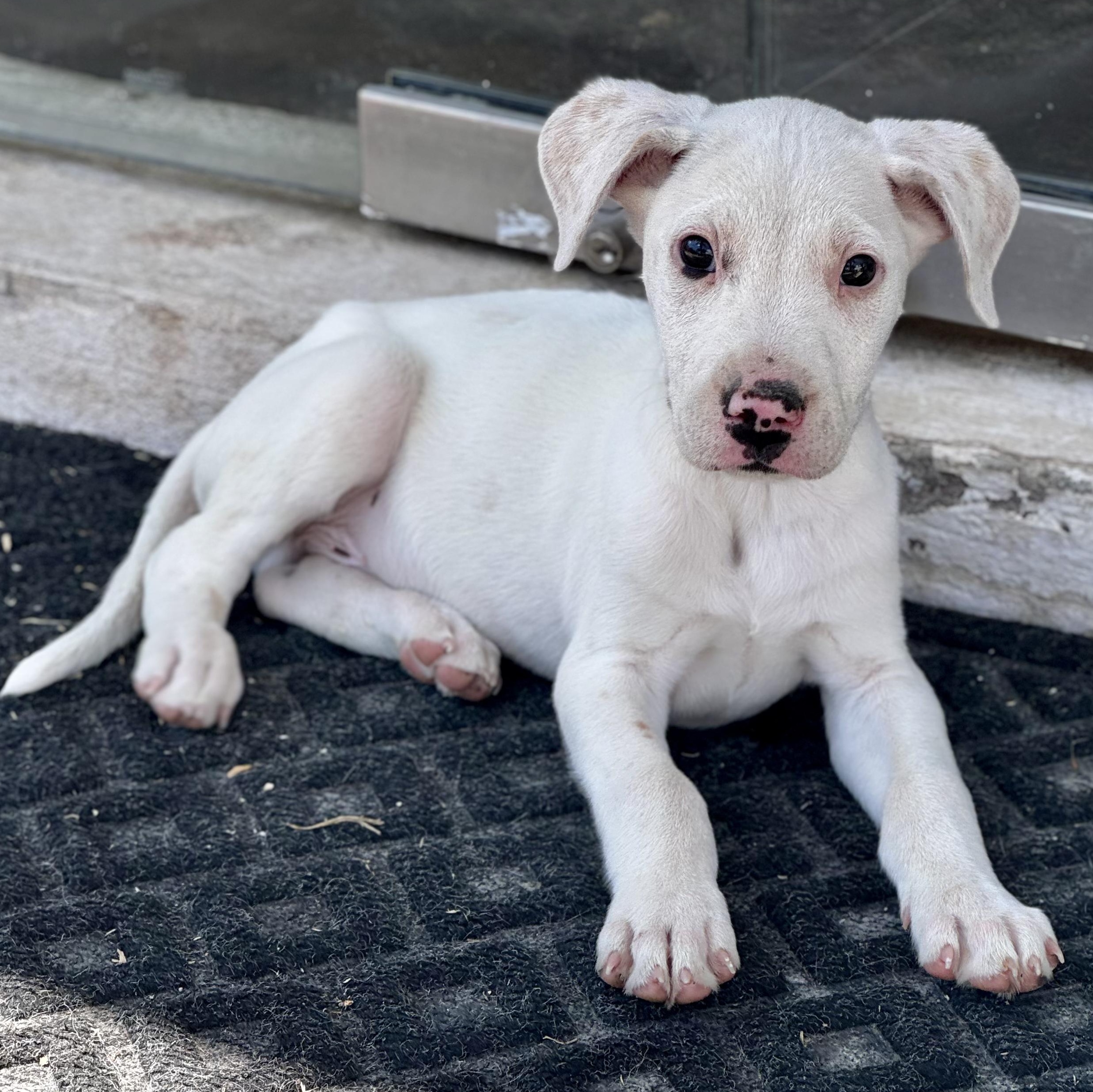 Enlarge Ross, a Adoptable mixed breed in Bastrop, TX image 4/6