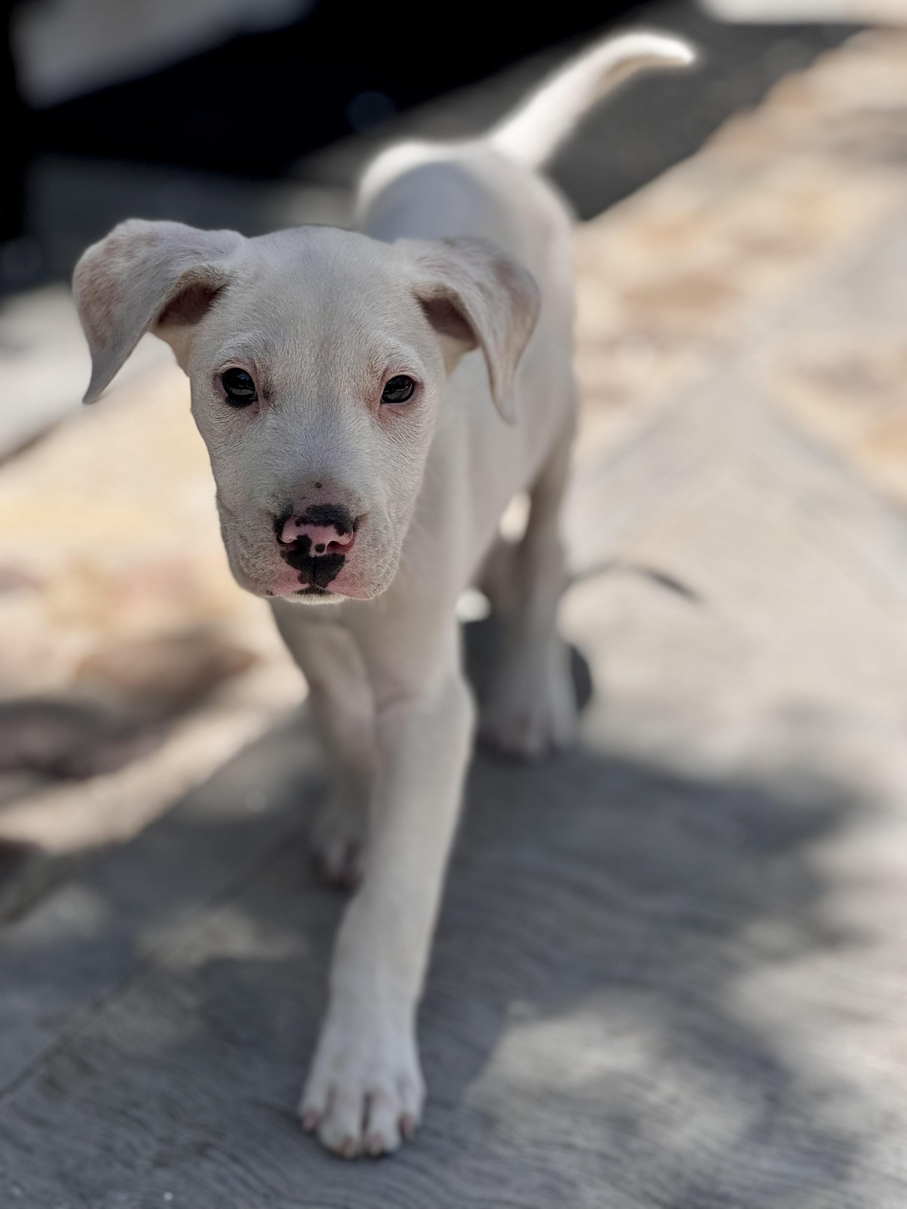 Enlarge Ross, a Adoptable mixed breed in Bastrop, TX image 2/6