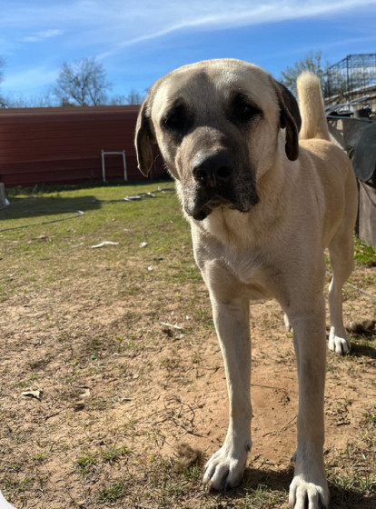 Tony, a Adoptable Anatolian Shepherd in Austin, TX image 1/6