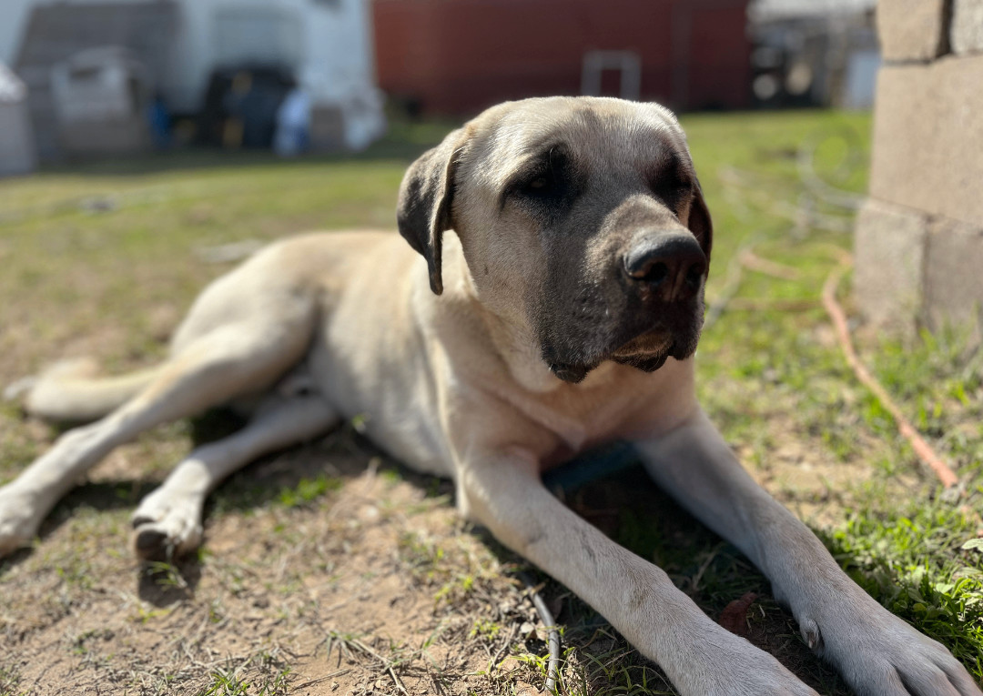 Tony, a Adoptable Anatolian Shepherd in Austin, TX image 2/6