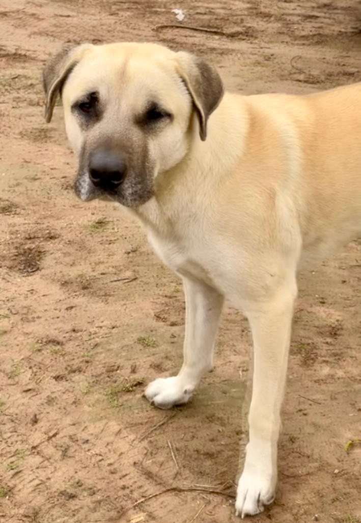 Tony, a Adoptable Anatolian Shepherd in Austin, TX image 3/6