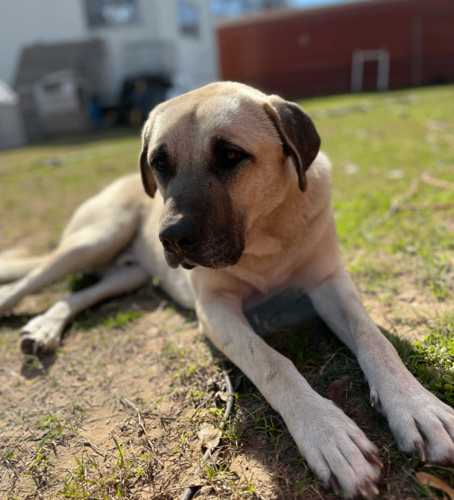 Tony, a Adoptable Anatolian Shepherd in Austin, TX image 4/6