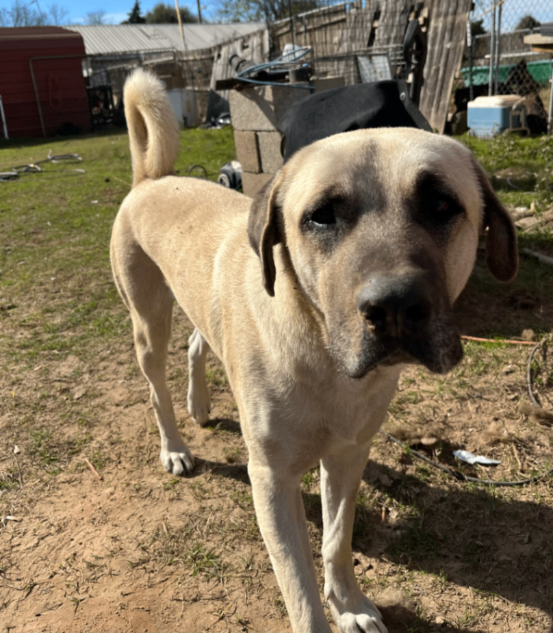 Tony, a Adoptable Anatolian Shepherd in Austin, TX image 6/6