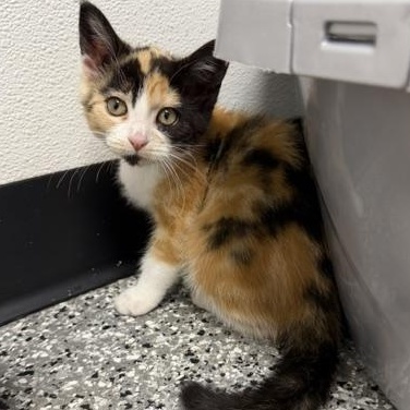 Checkers, adopted, Kitten Female Domestic Short Hair.
