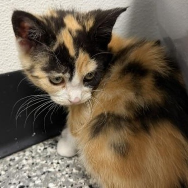 Checkers, an adopted Domestic Short Hair in Bryan, OH image 2/2
