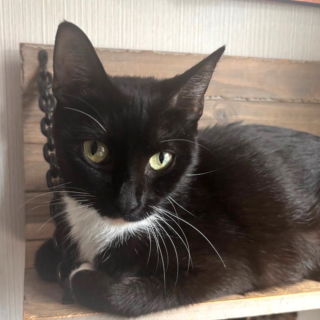Duchess 2, Adoptable, Young Female Domestic Short Hair.