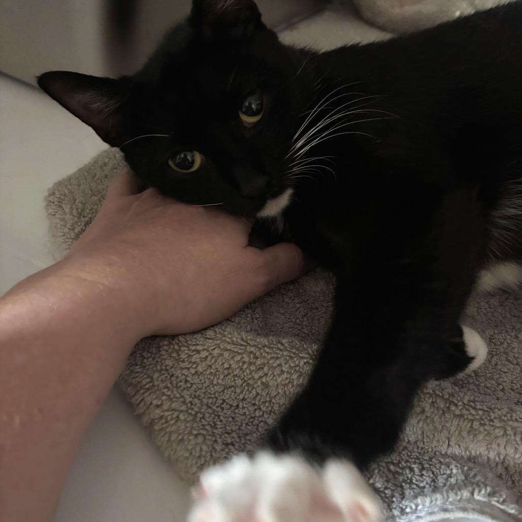 Duchess 2, a Adoptable Domestic Short Hair in Bulverde, TX image 2/6