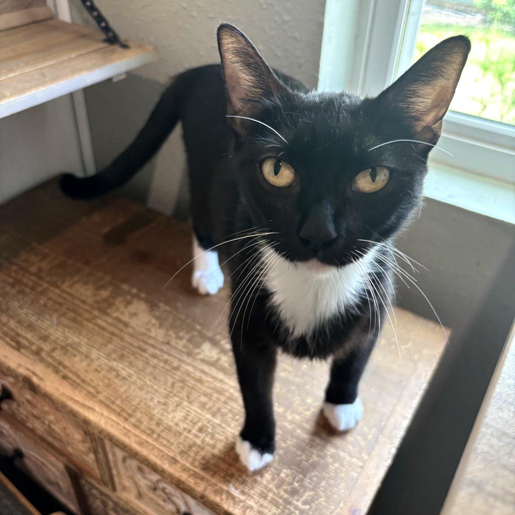 Duchess 2, a Adoptable Domestic Short Hair in Bulverde, TX image 3/6