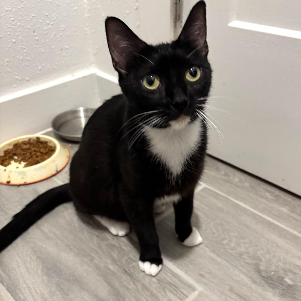 Duchess 2, a Adoptable Domestic Short Hair in Bulverde, TX image 4/6