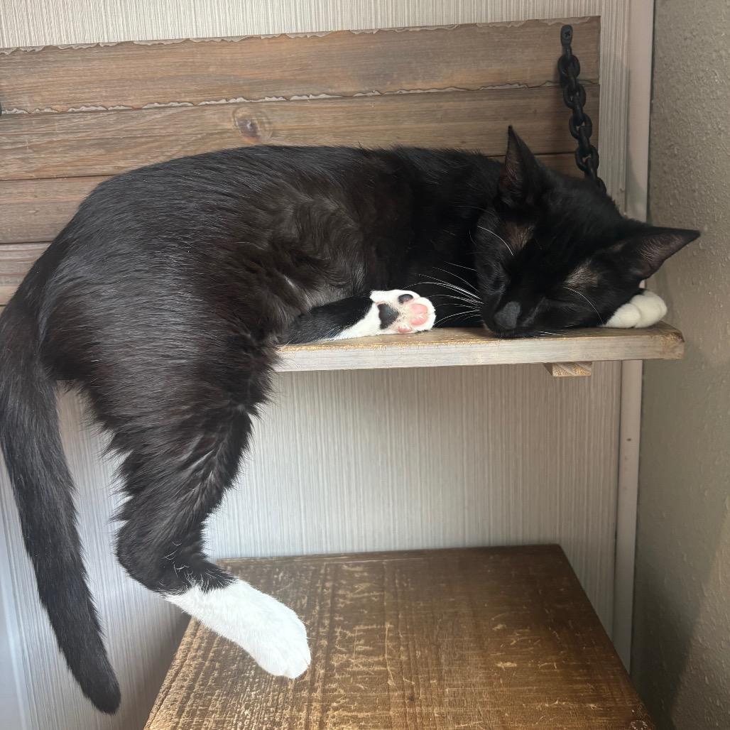 Duchess 2, a Adoptable Domestic Short Hair in Bulverde, TX image 5/6