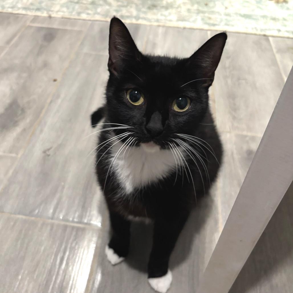 Duchess 2, a Adoptable Domestic Short Hair in Bulverde, TX image 6/6