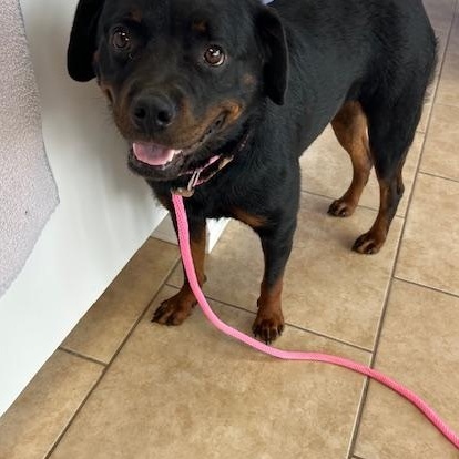 Nala, Adoptable, Adult Female Rottweiler.