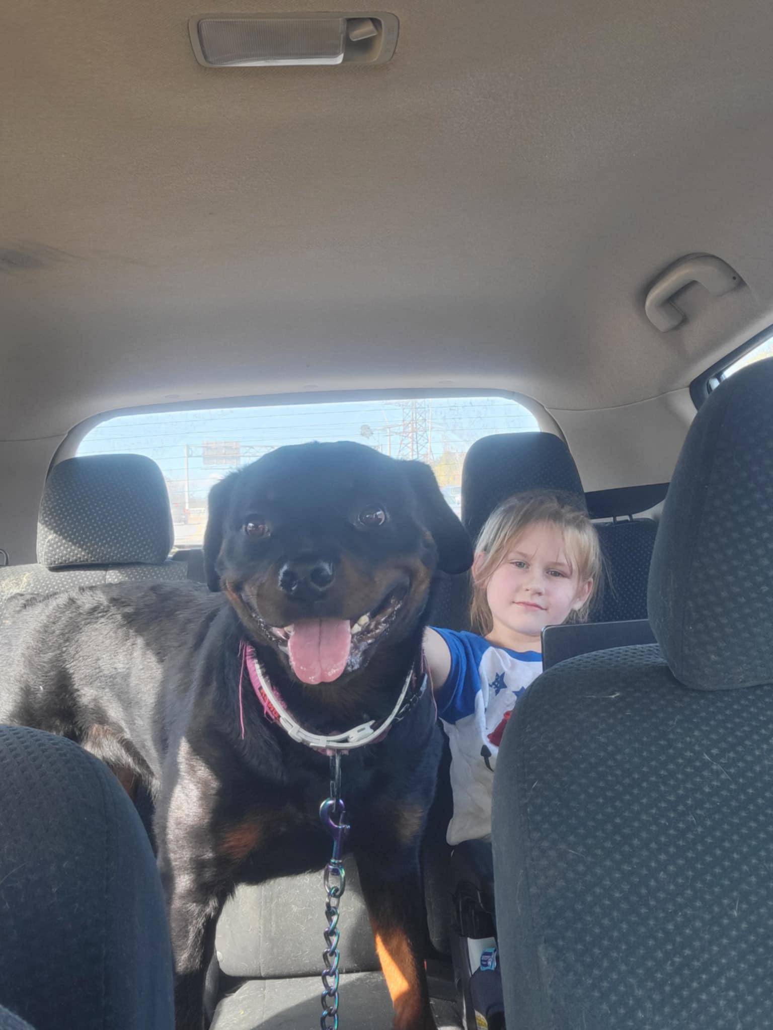 Enlarge Nala, a Adoptable Rottweiler in Stafford, VA image 3/3