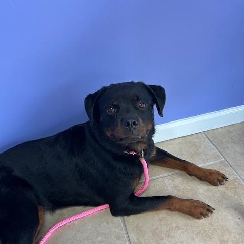 Enlarge Nala, a Adoptable Rottweiler in Stafford, VA image 2/3