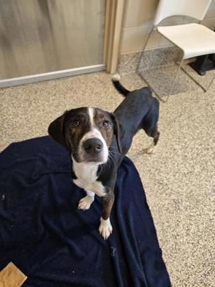 Jambo, Adoptable, Puppy Male Feist & Mixed Breed.