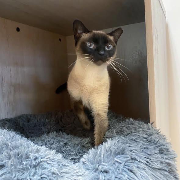 Enlarge Audrey @ Fat Cat Cafe, a ADOPTABLE Siamese in Tallahassee, FL image 4/4