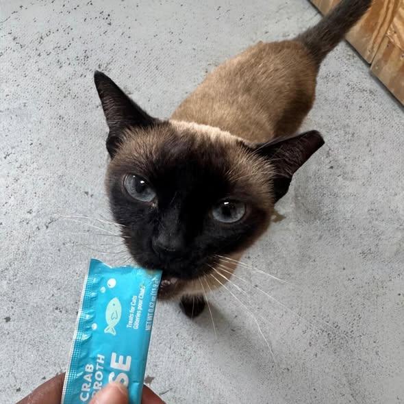 Enlarge Audrey @ Fat Cat Cafe, a ADOPTABLE Siamese in Tallahassee, FL image 2/4