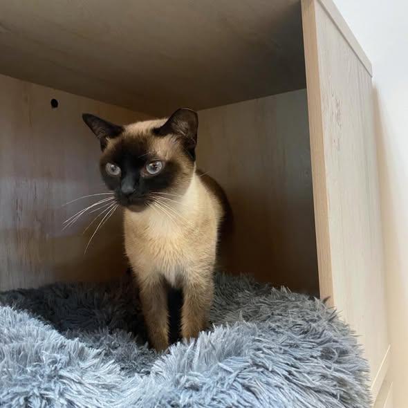 Enlarge Audrey @ Fat Cat Cafe, a ADOPTABLE Siamese in Tallahassee, FL image 3/4