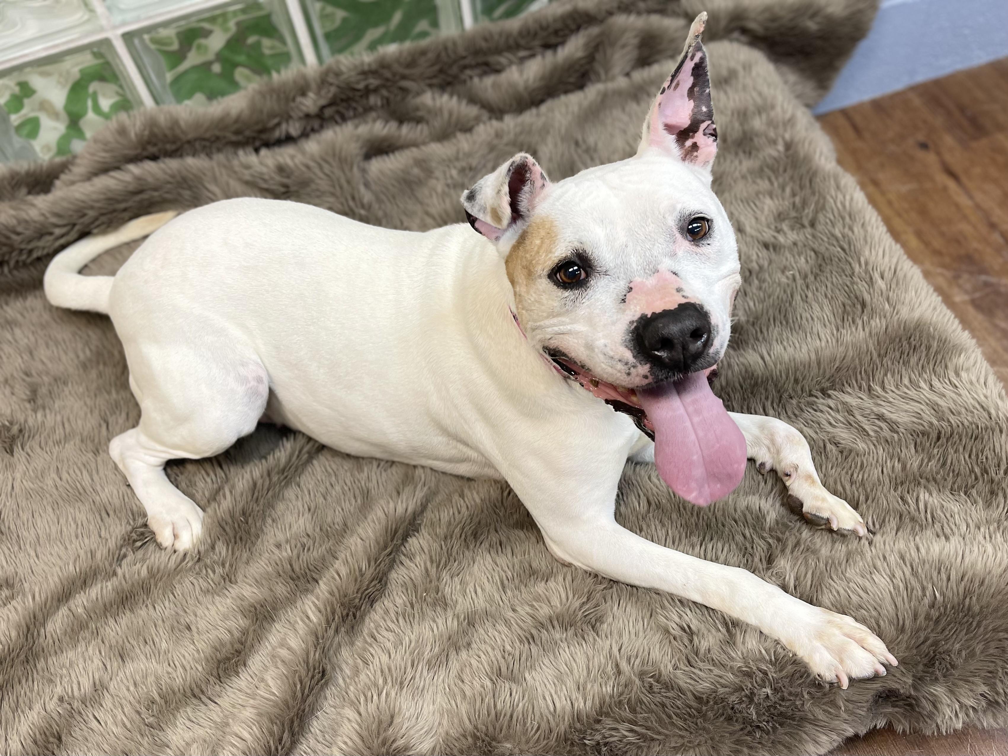 Enlarge Mistletoe, a Adoptable mixed breed in Lake Odessa, MI image 5/6