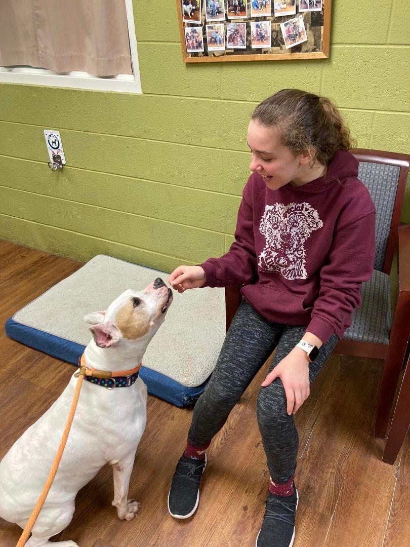 Enlarge Mistletoe, a Adoptable mixed breed in Lake Odessa, MI image 3/6