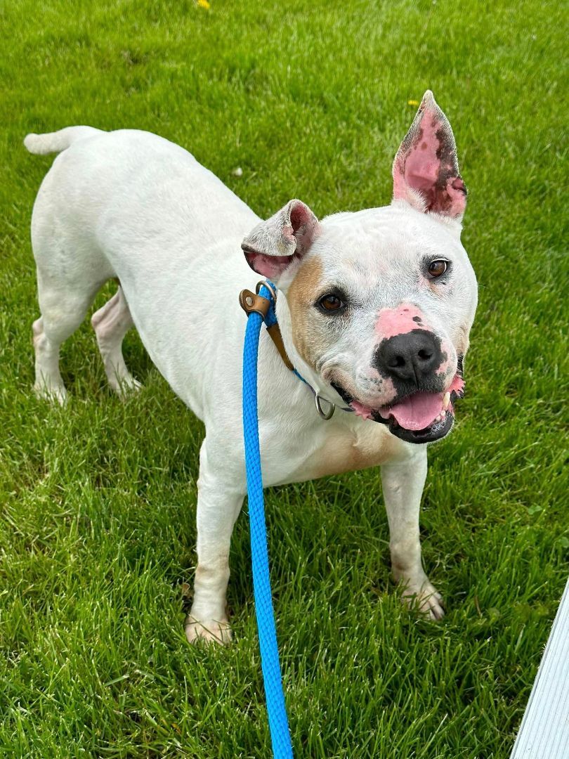 Enlarge Mistletoe, a Adoptable mixed breed in Lake Odessa, MI image 4/6