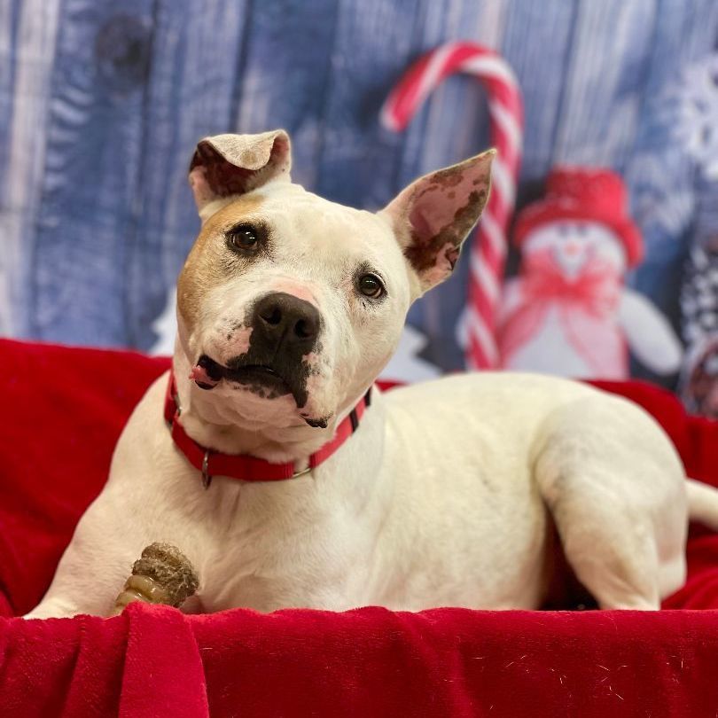 Mistletoe, Adoptable, Adult Female American Bully.