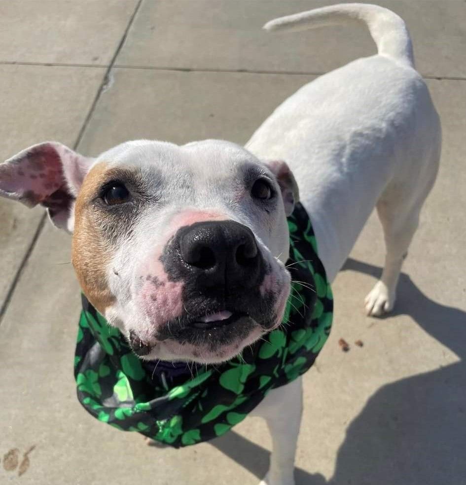 Enlarge Mistletoe, a Adoptable mixed breed in Lake Odessa, MI image 6/6