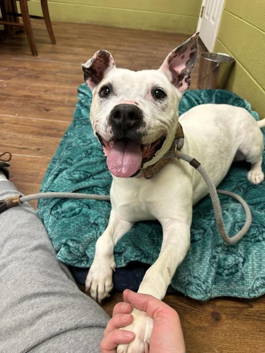 Enlarge Mistletoe, a Adoptable mixed breed in Lake Odessa, MI image 2/6