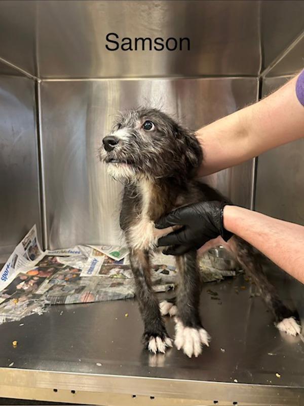 Enlarge Samson, a Adoptable mixed breed in Knoxville, TN image 1/1