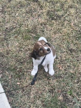 Enlarge Meow, an adopted mixed breed in Fort Worth, TX image 1/3