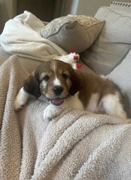 Enlarge Meow, an adopted mixed breed in Fort Worth, TX image 2/3