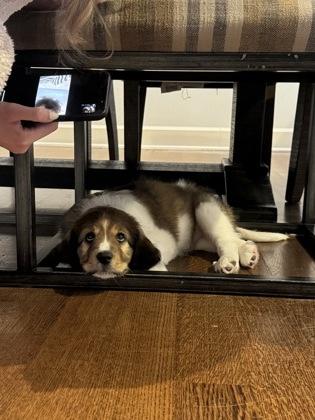 Enlarge Meow, an adopted mixed breed in Fort Worth, TX image 3/3