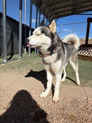 Boyo, Adoptable, Young Male Siberian Husky & Mixed Breed.