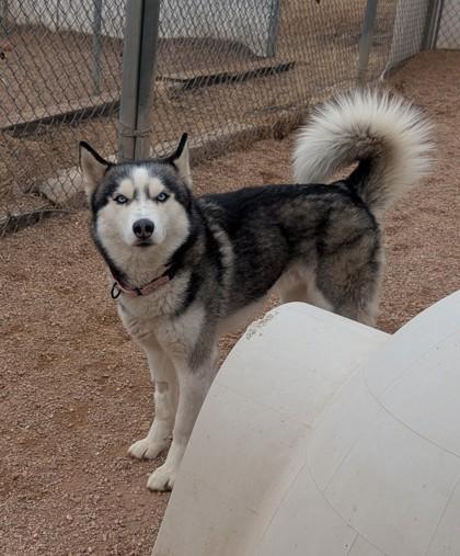 Boyo, a Adoptable mixed breed in Divide, CO image 2/2