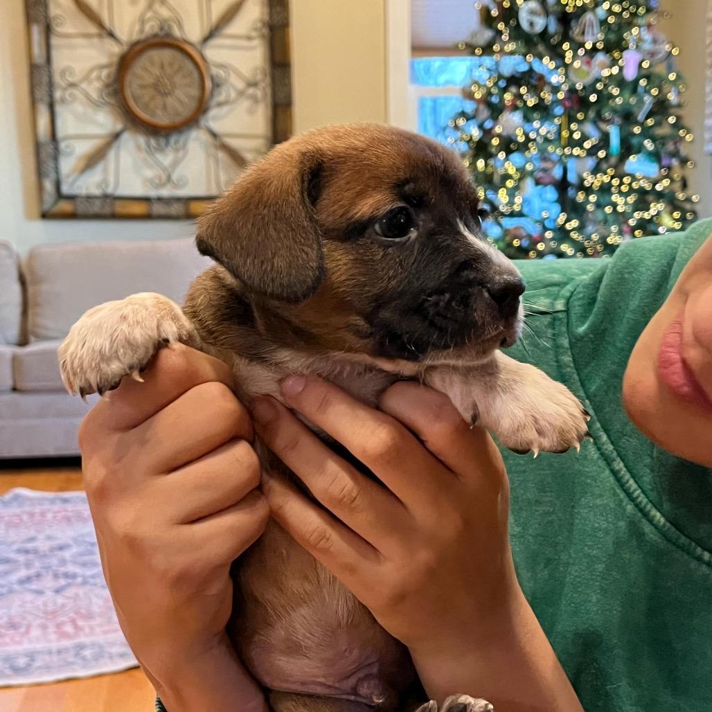 Enlarge ORION, a Adoptable Terrier in Atco, NJ image 1/6