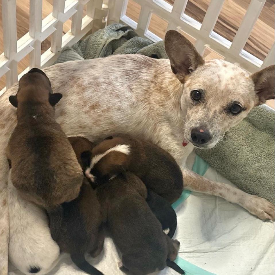 Enlarge ORION, a Adoptable Terrier in Atco, NJ image 2/6