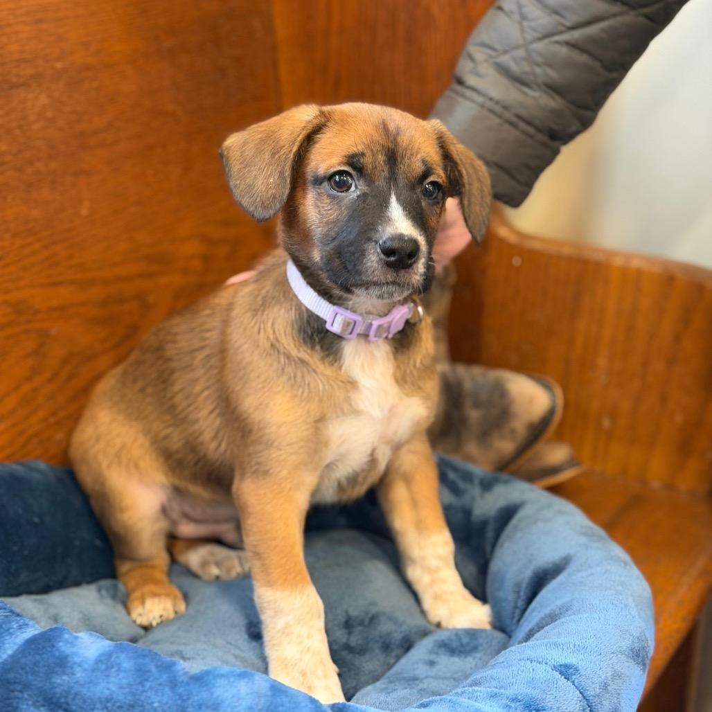 Enlarge ORION, a Adoptable Terrier in Atco, NJ image 3/6